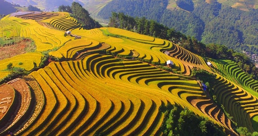 Cycling Through Mu Cang Chai Rice Fields: A Journey Into the Heart of Vietnam's Golden Valleys